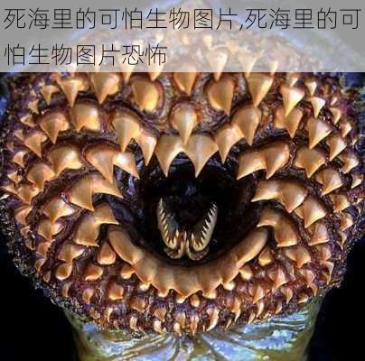 死海里的可怕生物图片,死海里的可怕生物图片恐怖-第2张图片-呼呼旅行网