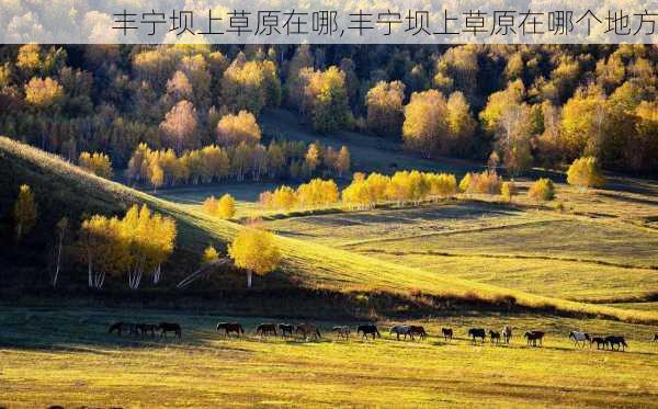 丰宁坝上草原在哪,丰宁坝上草原在哪个地方-第1张图片-呼呼旅行网