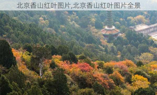 北京香山红叶图片,北京香山红叶图片全景-第3张图片-呼呼旅行网