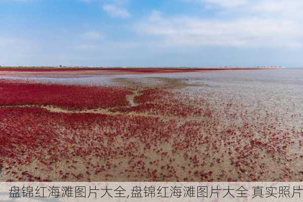 盘锦红海滩图片大全,盘锦红海滩图片大全 真实照片-第2张图片-呼呼旅行网