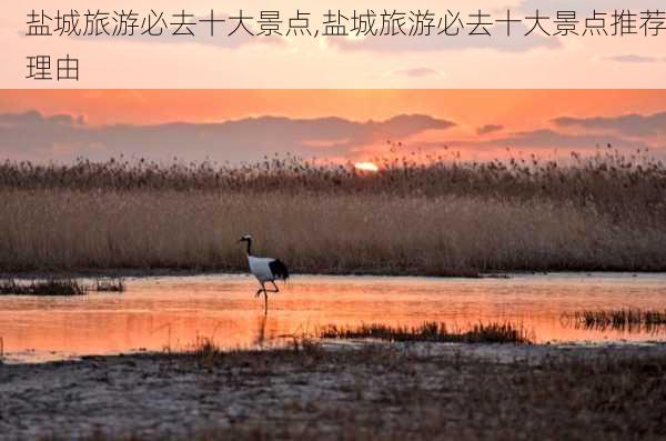 盐城旅游必去十大景点,盐城旅游必去十大景点推荐理由-第2张图片-呼呼旅行网