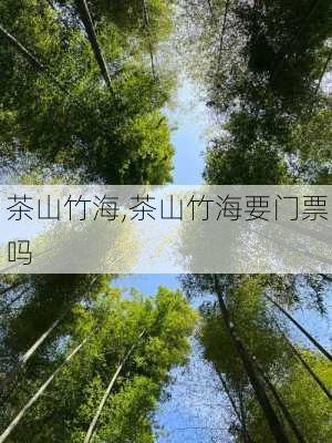 茶山竹海,茶山竹海要门票吗-第2张图片-呼呼旅行网