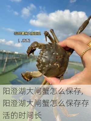 阳澄湖大闸蟹怎么保存,阳澄湖大闸蟹怎么保存存活的时间长-第3张图片-呼呼旅行网