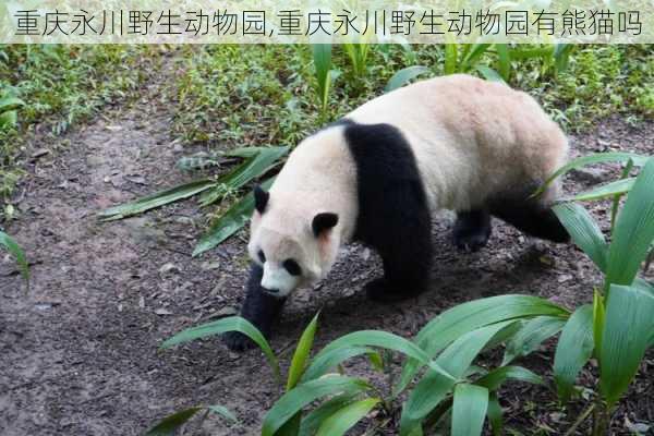 重庆永川野生动物园,重庆永川野生动物园有熊猫吗-第1张图片-呼呼旅行网