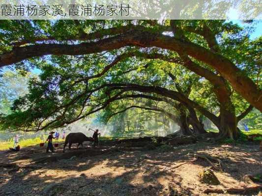 霞浦杨家溪,霞浦杨家村-第1张图片-呼呼旅行网