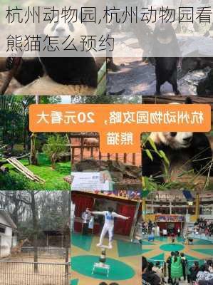 杭州动物园,杭州动物园看熊猫怎么预约-第2张图片-呼呼旅行网