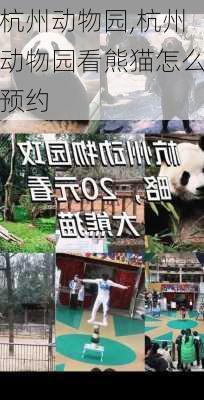 杭州动物园,杭州动物园看熊猫怎么预约-第3张图片-呼呼旅行网