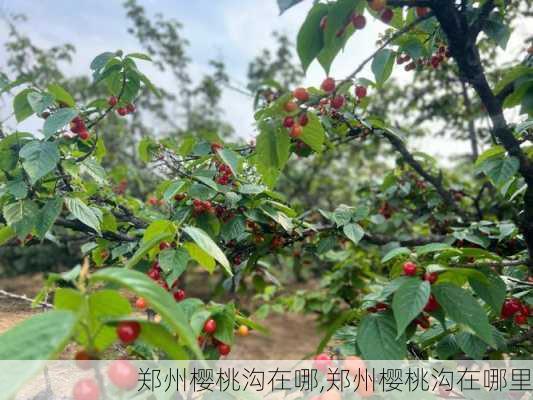 郑州樱桃沟在哪,郑州樱桃沟在哪里-第2张图片-呼呼旅行网