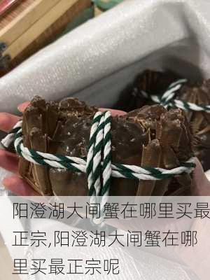 阳澄湖大闸蟹在哪里买最正宗,阳澄湖大闸蟹在哪里买最正宗呢-第2张图片-呼呼旅行网