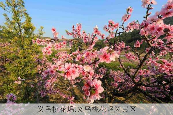 义乌桃花坞,义乌桃花坞风景区-第1张图片-呼呼旅行网