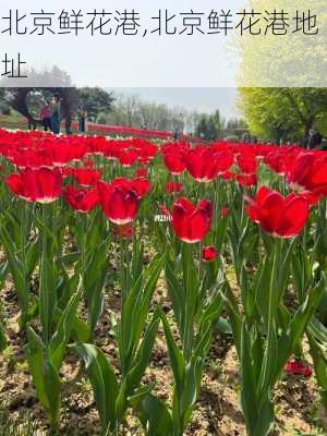 北京鲜花港,北京鲜花港地址-第2张图片-呼呼旅行网