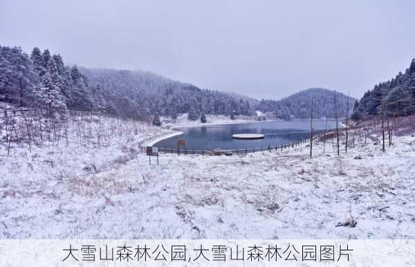 大雪山森林公园,大雪山森林公园图片-第1张图片-呼呼旅行网