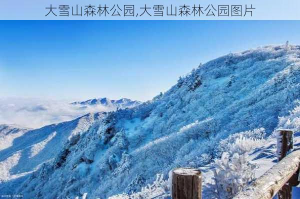 大雪山森林公园,大雪山森林公园图片-第3张图片-呼呼旅行网