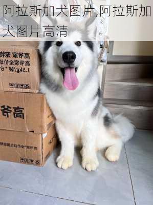 阿拉斯加犬图片,阿拉斯加犬图片高清-第3张图片-呼呼旅行网