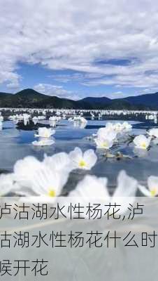 泸沽湖水性杨花,泸沽湖水性杨花什么时候开花-第3张图片-呼呼旅行网