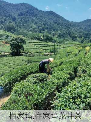 梅家坞,梅家坞龙井茶-第2张图片-呼呼旅行网