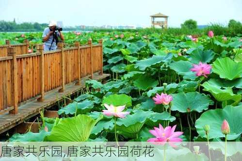 唐家共乐园,唐家共乐园荷花-第3张图片-呼呼旅行网