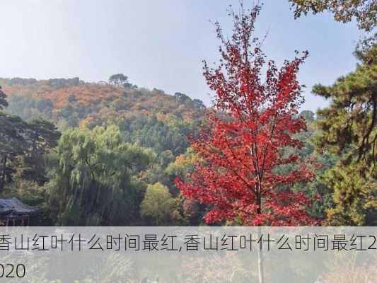 香山红叶什么时间最红,香山红叶什么时间最红2020-第1张图片-呼呼旅行网