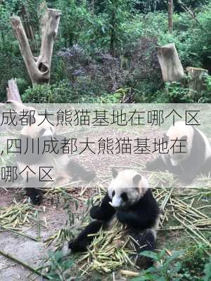 成都大熊猫基地在哪个区,四川成都大熊猫基地在哪个区-第2张图片-呼呼旅行网