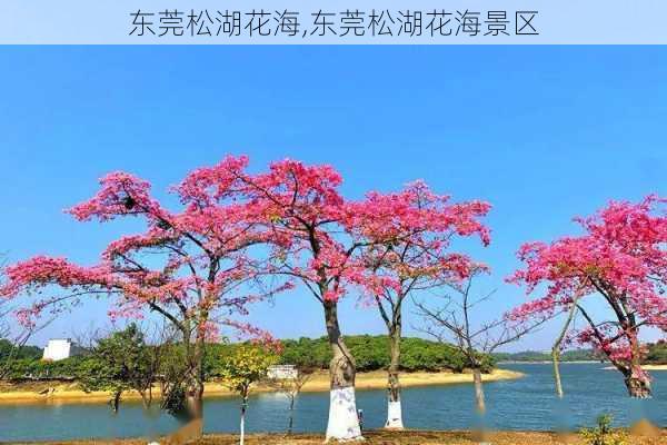 东莞松湖花海,东莞松湖花海景区-第1张图片-呼呼旅行网