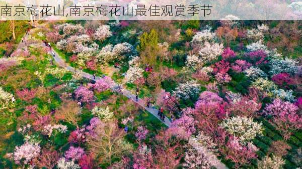 南京梅花山,南京梅花山最佳观赏季节-第1张图片-呼呼旅行网