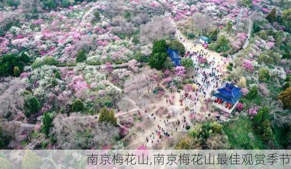 南京梅花山,南京梅花山最佳观赏季节-第3张图片-呼呼旅行网