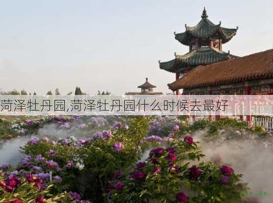 菏泽牡丹园,菏泽牡丹园什么时候去最好-第3张图片-呼呼旅行网