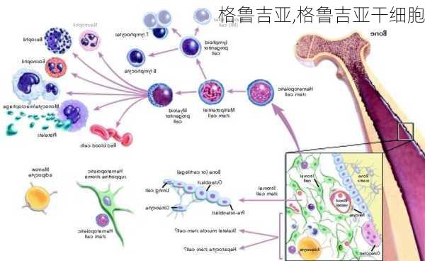 格鲁吉亚,格鲁吉亚干细胞-第1张图片-呼呼旅行网