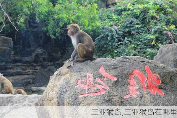 三亚猴岛,三亚猴岛在哪里-第2张图片-呼呼旅行网