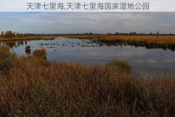 天津七里海,天津七里海国家湿地公园-第3张图片-呼呼旅行网