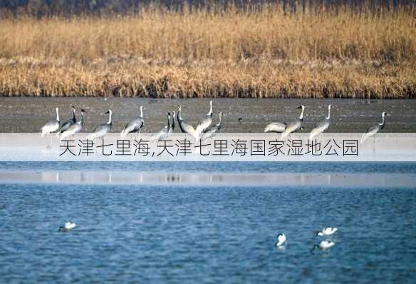 天津七里海,天津七里海国家湿地公园-第1张图片-呼呼旅行网